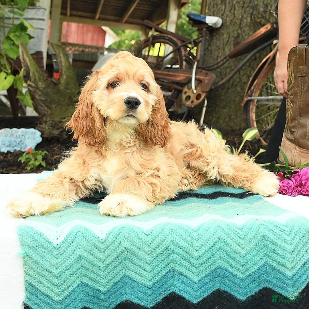 Cocker Spaniel dogs for sale: Huck - Image 16