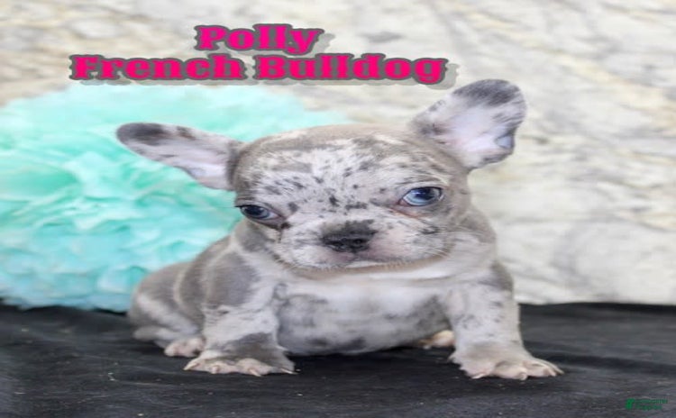 French Bulldog dogs for sale - Ad 4