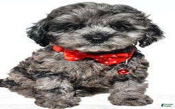 Cockapoo dogs for sale: Sonny - Image 4