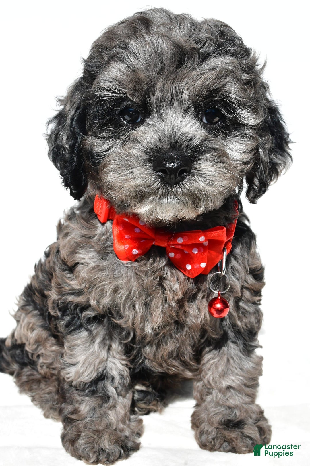 Cockapoo dogs for sale: Sonny - Image 4