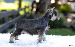 Miniature Schnauzer dogs for sale: Amber - Image 11