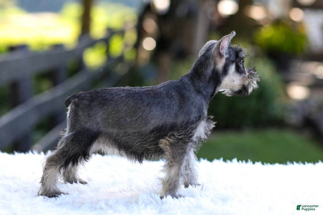 Miniature Schnauzer dogs for sale: Amber - Image 11
