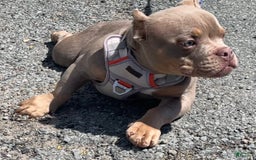 American Bully dogs for sale: Lance - Image 9