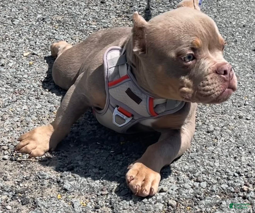 American Bully dogs for sale: Lance - Image 9