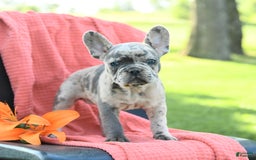 French Bulldog dogs for sale: Josie - Image 8