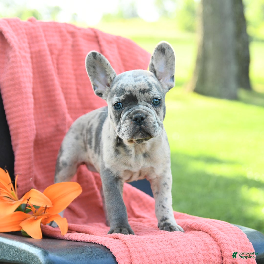 French Bulldog dogs for sale: Josie - Image 8
