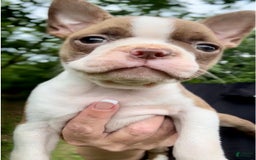 Frenchton dogs for sale: Harlo - Image 1