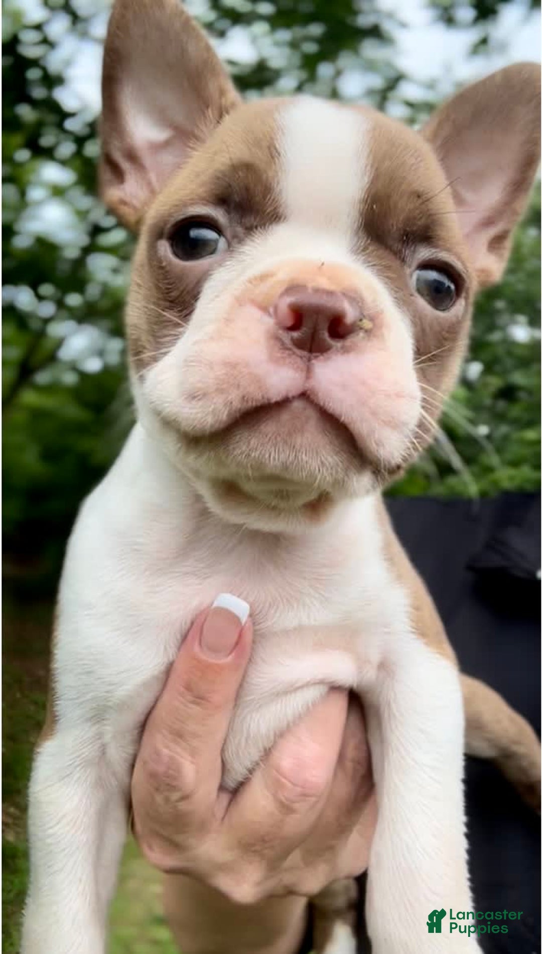 Frenchton dogs for sale: Harlo - Image 1