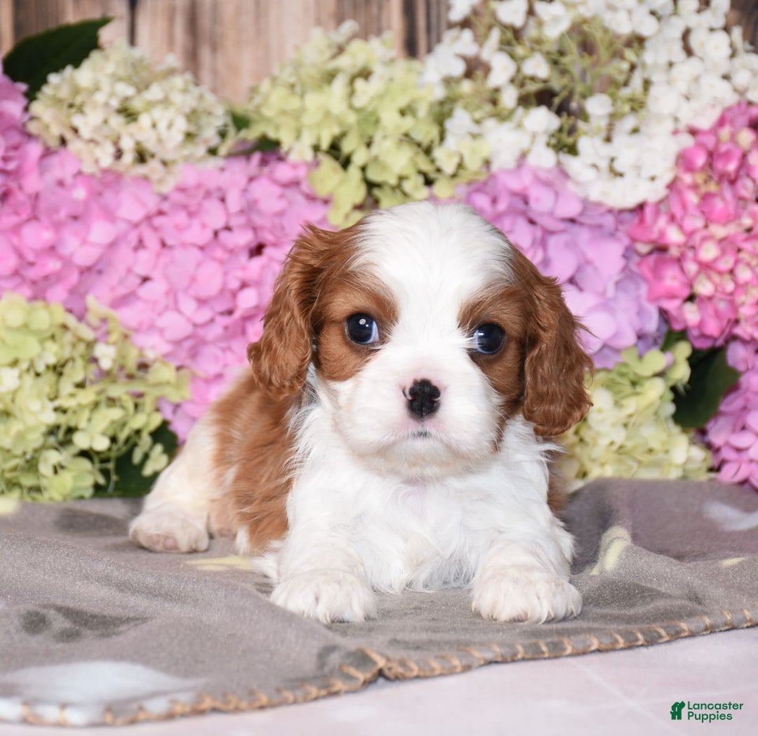 Cavalier King Charles Spaniel dogs for sale: Vance - Image 2