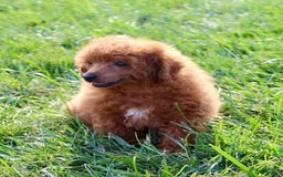 Miniature Poodle dogs for sale: Rolo - Image 6