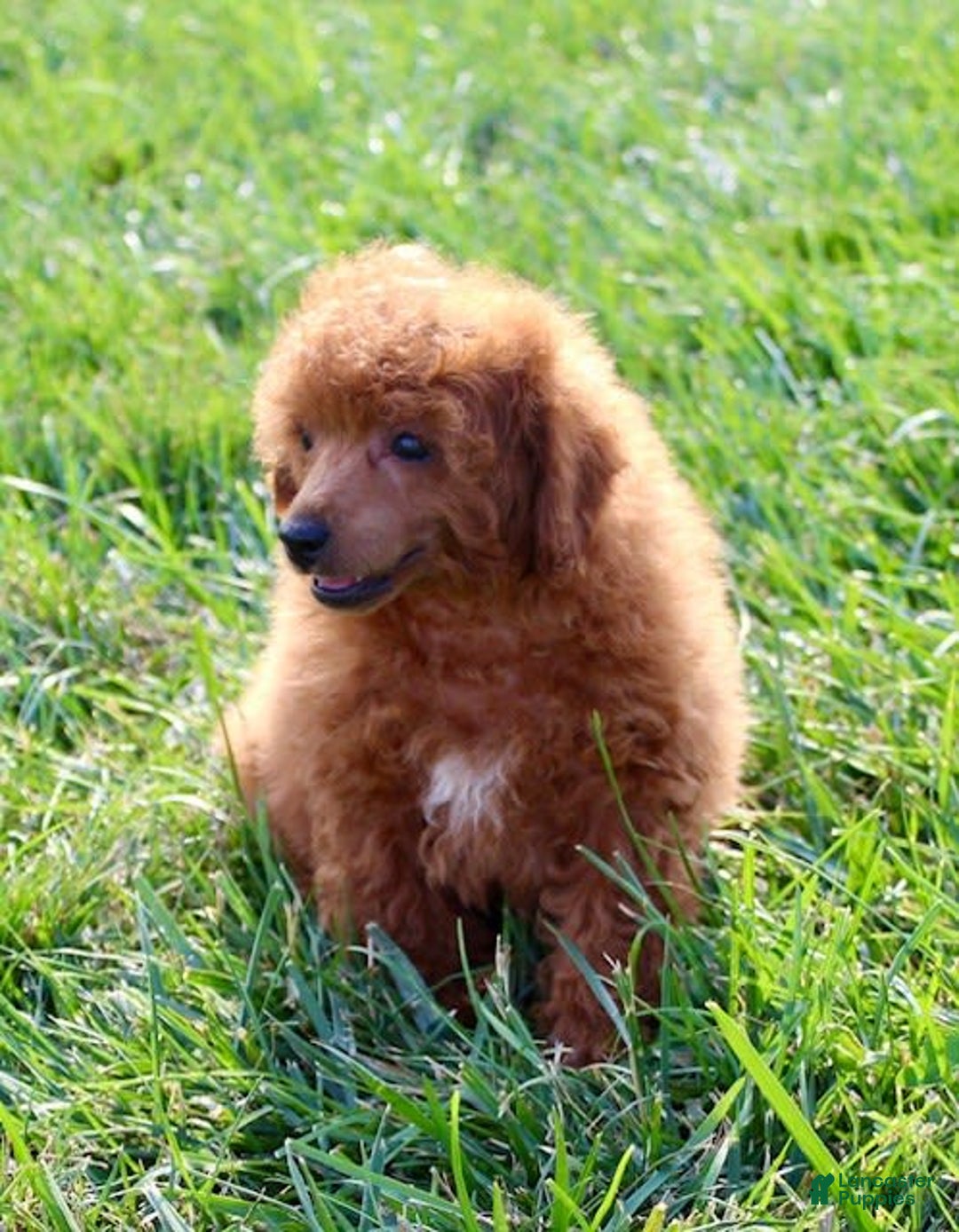 Miniature Poodle dogs for sale: Rolo - Image 6