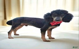 Bernedoodle dogs for sale: Gray Boy - Image 3