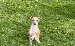 Italian Greyhound dogs for sale: Gerald - Image 12