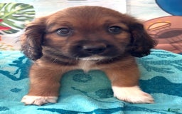 Beagle dogs for sale: Bassetdoodles - Image 10