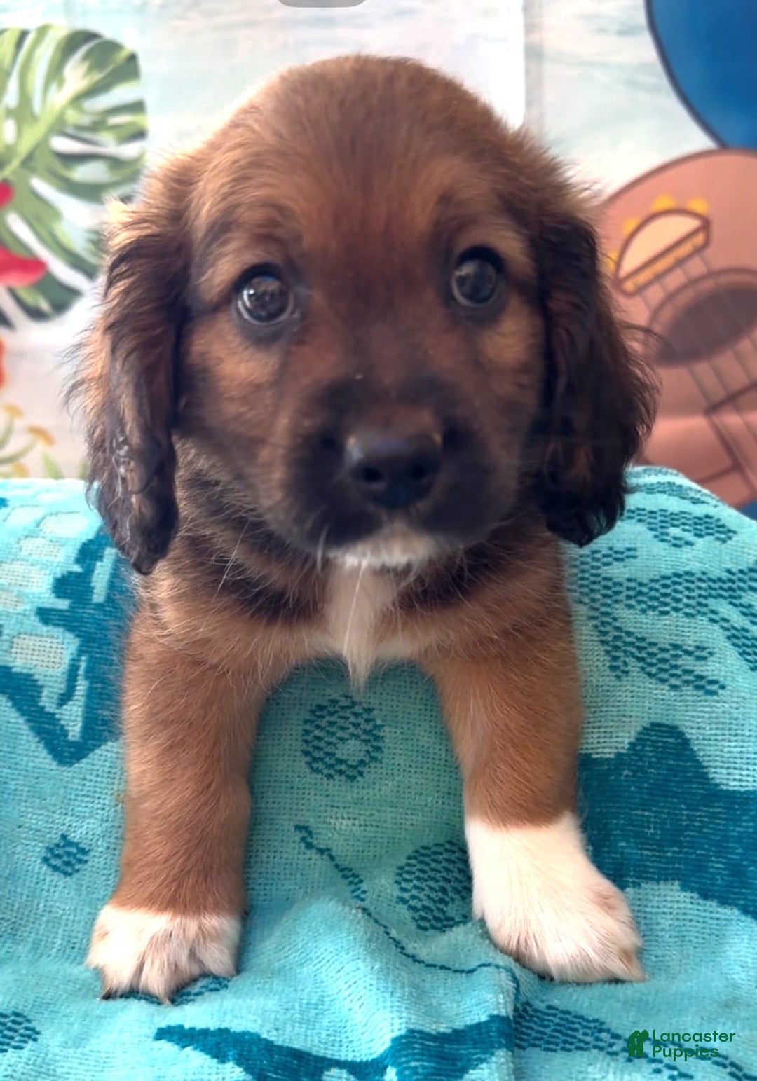Beagle dogs for sale: Bassetdoodles - Image 10