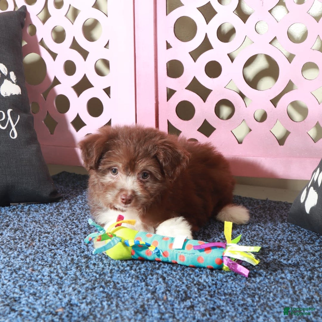 Mini Aussiedoodle dogs for sale: Mini Aussiedoodle 2 puppies - Image 3
