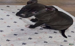 American Pit Bull Terrier dogs for sale: Baby Chop - Image 1