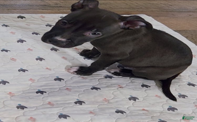 American Pit Bull Terrier dogs - Advert 8