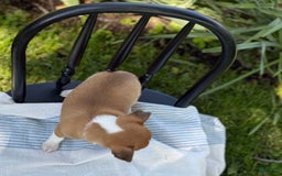 Chihuahua dogs for sale: Harvey - Image 6