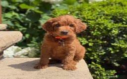 Goldendoodle dogs for sale: Ace - Image 2