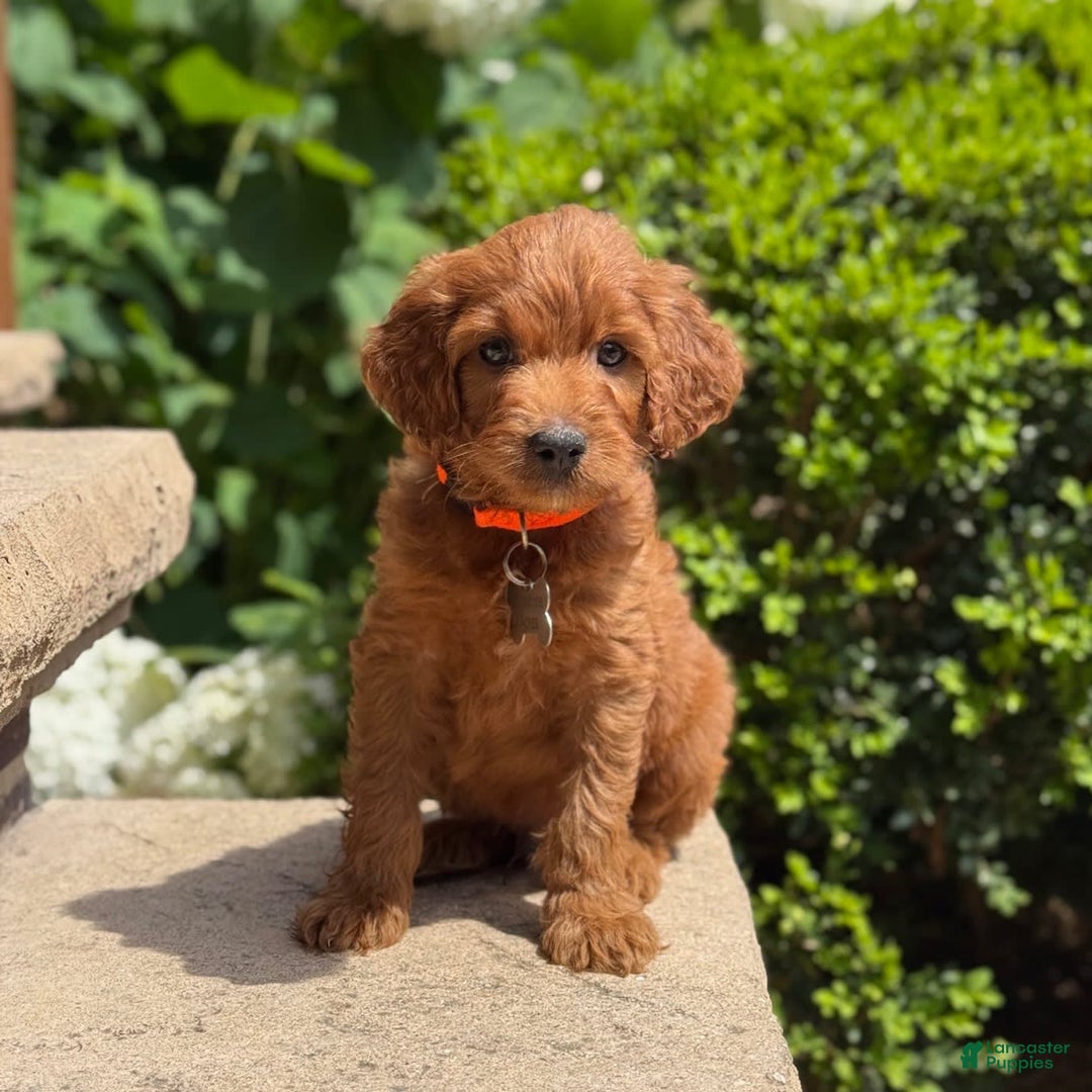 Goldendoodle dogs for sale: Ace - Image 2