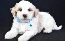 Maltipoo dogs for sale: Bruce - Image 2