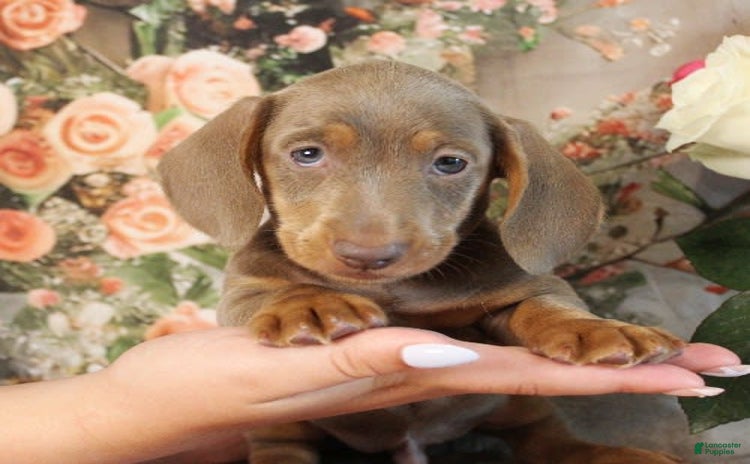 Miniature Dachshund dogs for sale - Ad 3