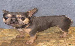 French Bulldog dogs for sale: Stitch - Image 3