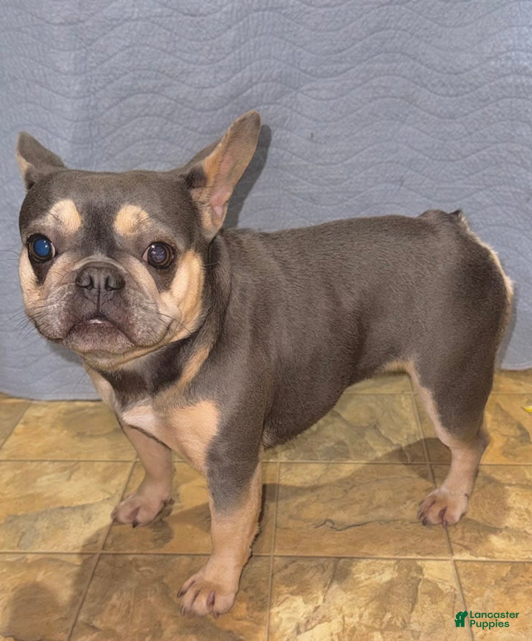 French Bulldog dogs for sale: Stitch - Image 3