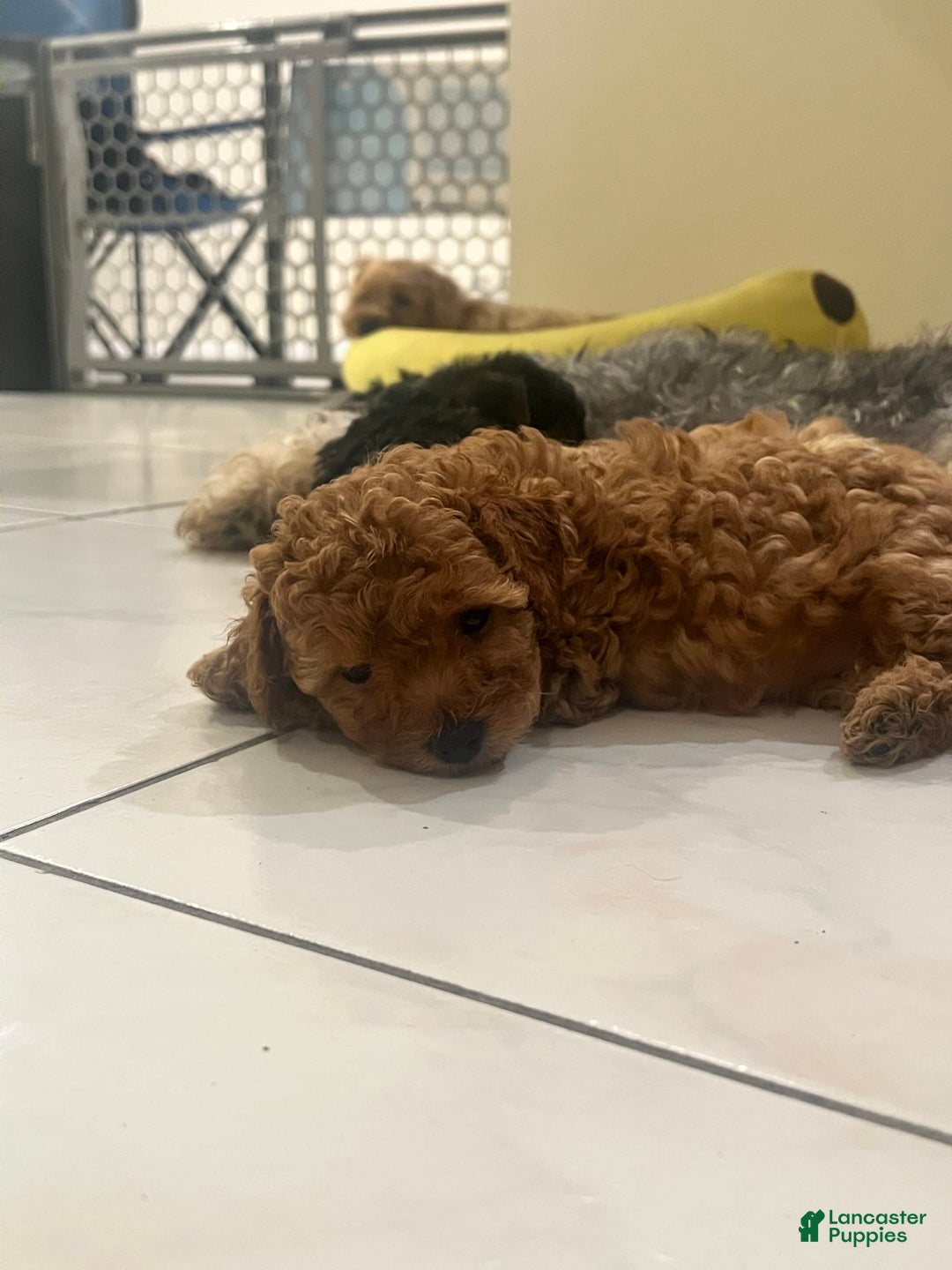 Yorkiepoo dogs for sale: Sundae - Image 3