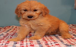  dogs for sale: Mini Goldendoodle 5 puppies - Image 29