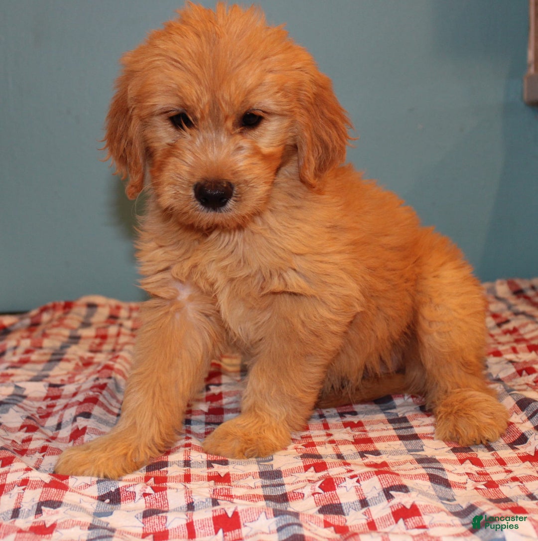 dogs for sale: Mini Goldendoodle 5 puppies - Image 29