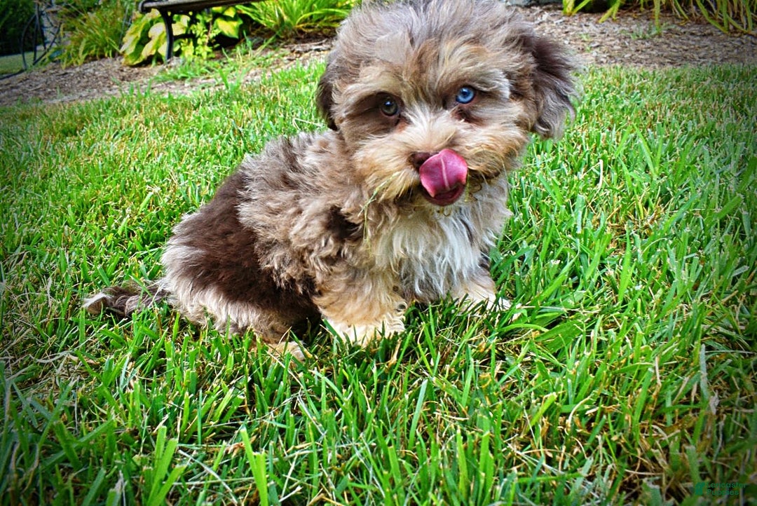Havapoo dogs for sale: Dixie - Image 2