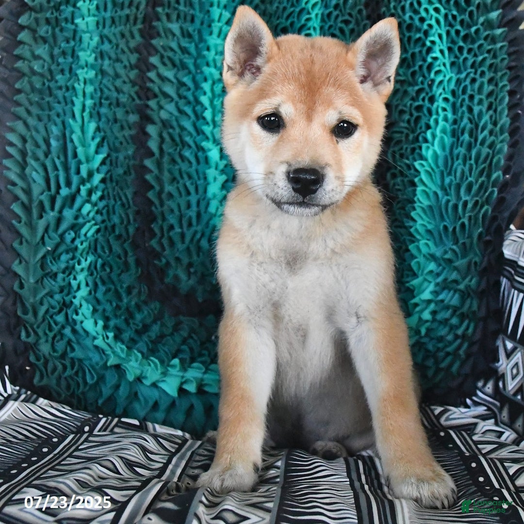 Shiba Inu dogs for sale: Jane - Image 4