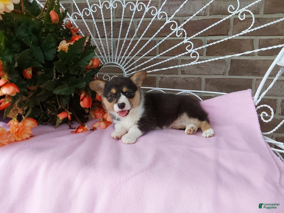 Welsh Corgi Pembroke dogs for sale: Chelsea - Image 1