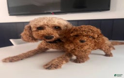 Toy Poodle dogs for sale: Mylar - Image 6