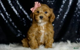 Cavapoo dogs for sale: Nala - Image 5