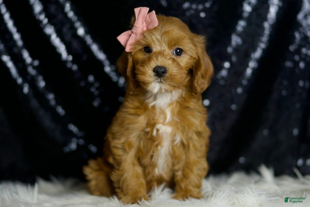 Cavapoo dogs for sale: Nala - Image 5