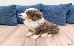 Mini Bernedoodle dogs for sale: Rusty - Image 5