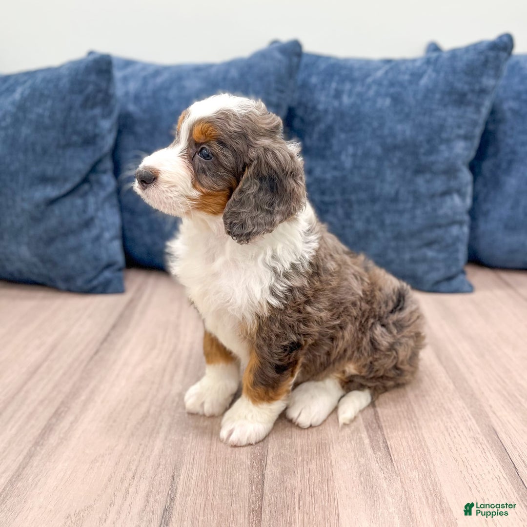 Mini Bernedoodle dogs for sale: Rusty - Image 5