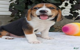 Beagle dogs for sale: Benji - Image 15