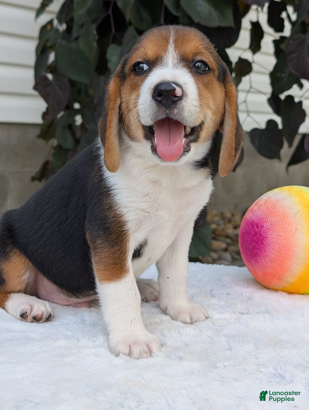 Beagle dogs for sale: Benji - Image 15