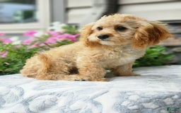 Cavapoo dogs for sale: Joey - Image 2