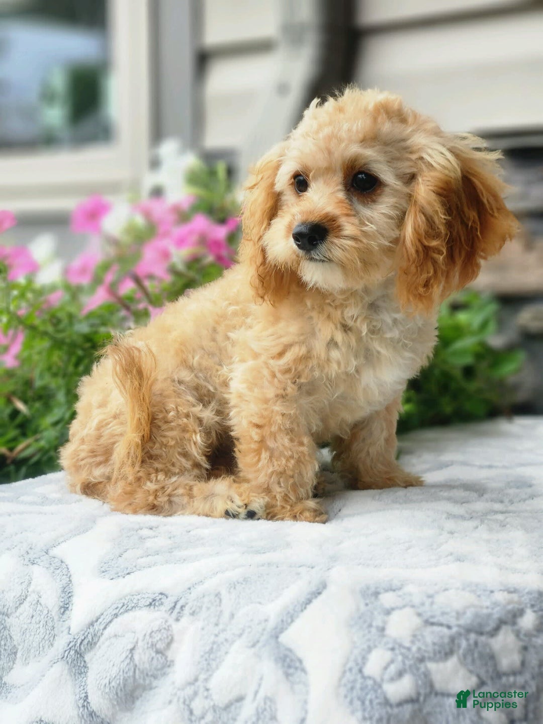 Cavapoo dogs for sale: Joey - Image 2
