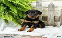Rottweiler dogs for sale: Rottweiler 9 puppies - Image 15