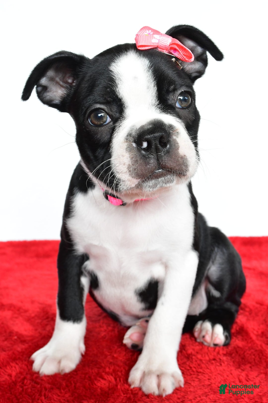 Frenchton dogs for sale: Bailey - Image 5