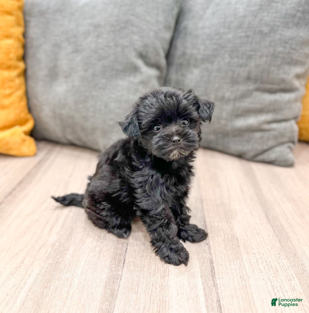 Yorkiepoo dogs for sale: Georgie - Image 1