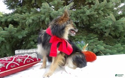 Pomeranian dogs for sale: Erica - Image 3