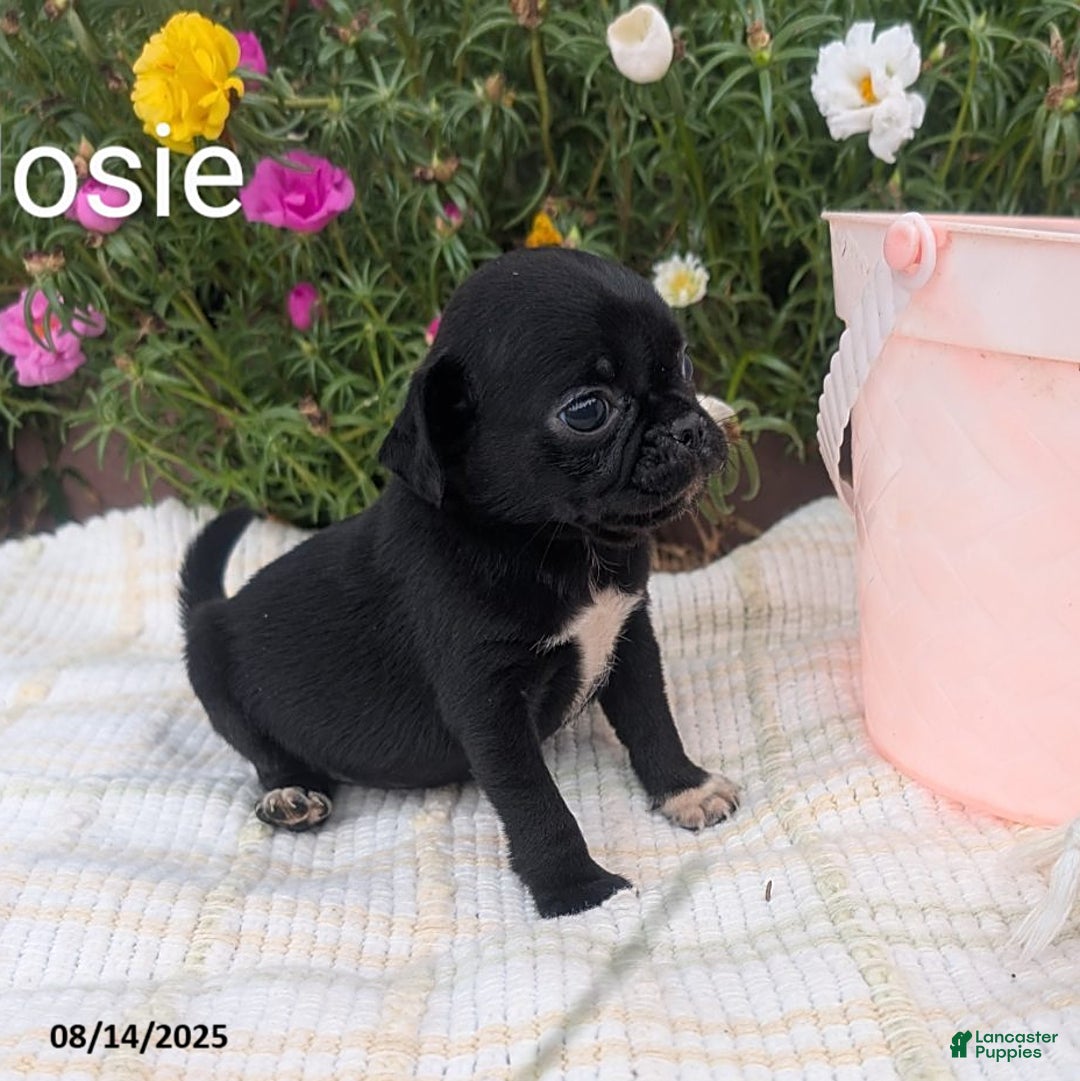 Pug dogs for sale: Josie - Image 3