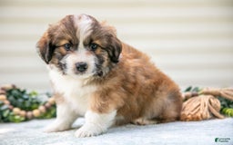 Mini Aussiedoodle dogs for sale: Roscoe - Image 3